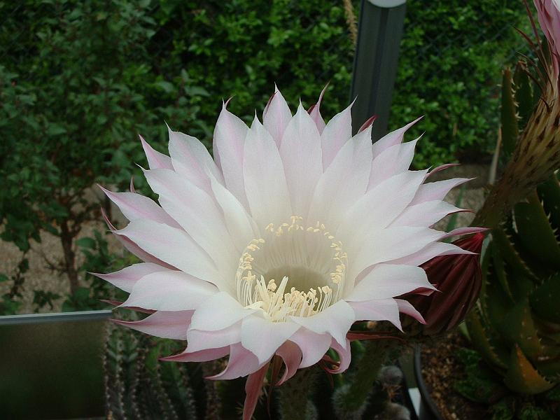 Echinopsis hybr..JPG